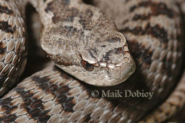 DSC_4887 Vipera seoanei cantabrica,  female, Pico de Europa, Northern Spain copia.jpg [92 Kb]